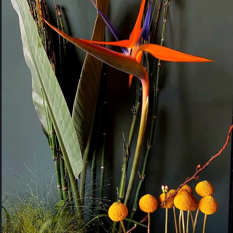 Strelitzie – Paradiesvogelblume